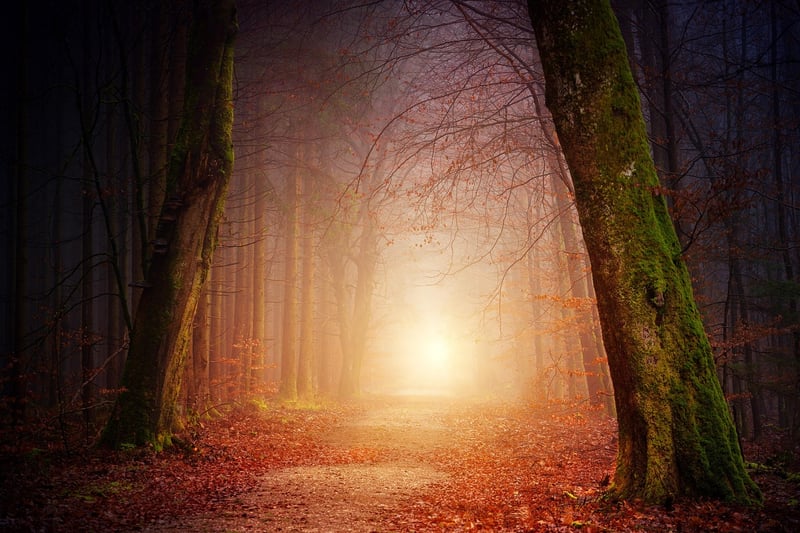 Enchanting Forest Trail